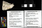 Foto (Objekt + Etiketten) von Cracensigillatus acutirostrus (Moericke, 1889) 